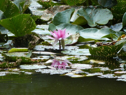 Seerose mit Spiegelung im Wasser

Aufnameort: Kröt- oder Lindsee/Egelsbach
Kamera: Lumix FZ 48