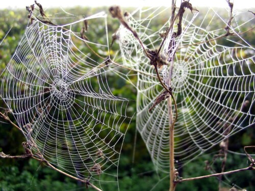 Bald nach Sonnenaufgang in den Reben am Kaiserstuhl diese prachtvollen Spinnennetze, vom Tau kunstvoll sichtbar gemacht, entdeckt. Was dem einen Netz entgeht, kriegt das andere zu fassen.

Aufnameort: Bötzingen, Kaiserstuhl
Kamera: Canon A70