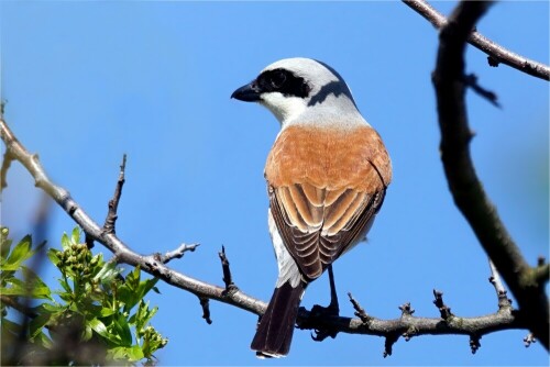 dornenvogel-rotruckenwurger-neuntoter-17382.jpeg