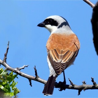 dornenvogel-rotruckenwurger-neuntoter-17382