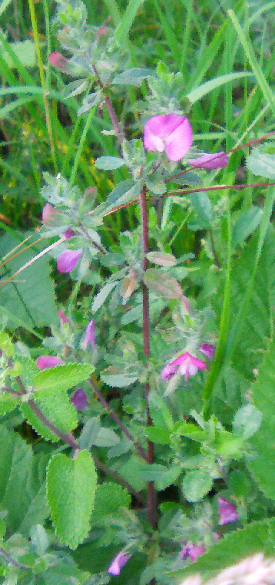 Ein Schmetterlingsblütler in rosa Blütenfarben häufig im Mittelmeerraum.
http://de.wikipedia.org/wiki/Hauhechel

Aufnameort: Eiershausen südwestlich des NSG´s
Kamera: Medion Digitaler Full-HD-Camcorder mit Touchscreen Medion Life