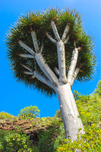 

Aufnameort: La Palma, Las Tricias
Kamera: Canon Eos 600D