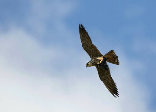 drama-am-himmel-baumfalke-mit-beute-5044.jpeg