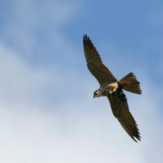 drama-am-himmel-baumfalke-mit-beute-5044