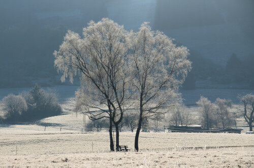 drei-birken-betula-im-raureif-16284.jpeg