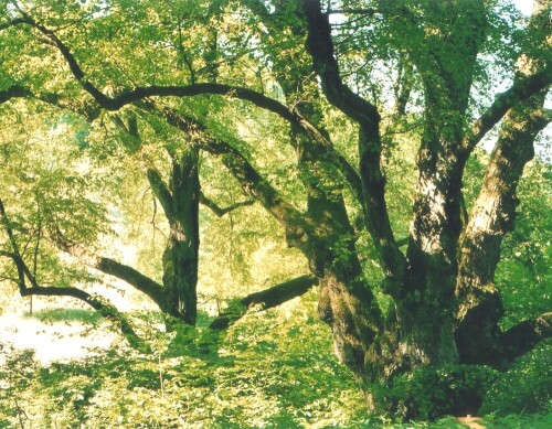 Die Drei Linden am Fuß der Weiler Burg gehören zu den schönsten Baumdenkmalen des Kreises Tübingen. Sie sind etwa 350 (rechts), und 200 (links) Jahre alt. Die dritte ist jünger (etwa 130 Jahre) und wird die ausladende Gestalt der beiden anderen leider nie erreichen, da ihre Krone schon deutlich gekürzt wurde.

Aufnameort: Weiler, Stadt Rottenburg, Kreis Tübingen;
Kamera: Yashica FX-D, Bj. 1980; Obj. 50 mm