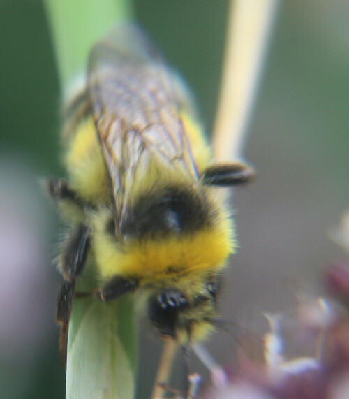 drohne-der-hellen-erdhummel-bombus-lucorum-l-1761-17709.jpeg