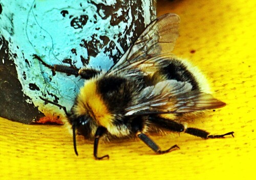 Auch die Hellgelbe Erdhummel ist ein staatenbildendes Insekt.
Das Nest wird im Frühjahr in der Moos- oder Krautschicht angelegt.
https://de.wikipedia.org/wiki/Hellgelbe_Erdhummel

Aufnameort: Eiershausen Garten
Kamera: Canon EOS 1300D