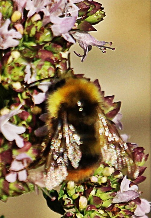 drohne-einer-wiesenhummel-bombus-pratorum-l-1761-19269.jpeg