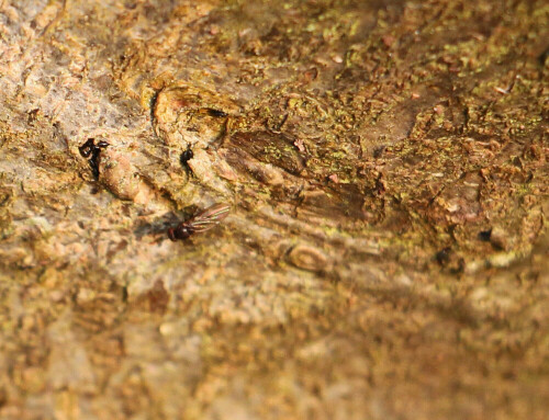 Eine dunkle Tau- bzw. Essigfliege(Drosophila) mit erfolgter Eiablage.
http://de.wikipedia.org/wiki/Drosophila

Aufnameort: Eiershausen Garten in der Nähe des Komposthaufens
Kamera: Canon EOS 700D