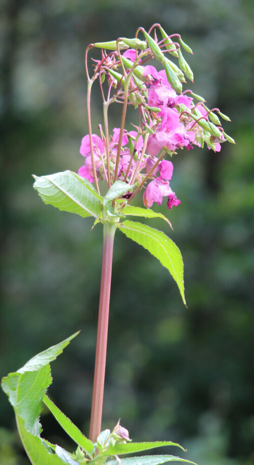 drusiges-springkraut-impatiens-glandulifera-l-17604.jpeg