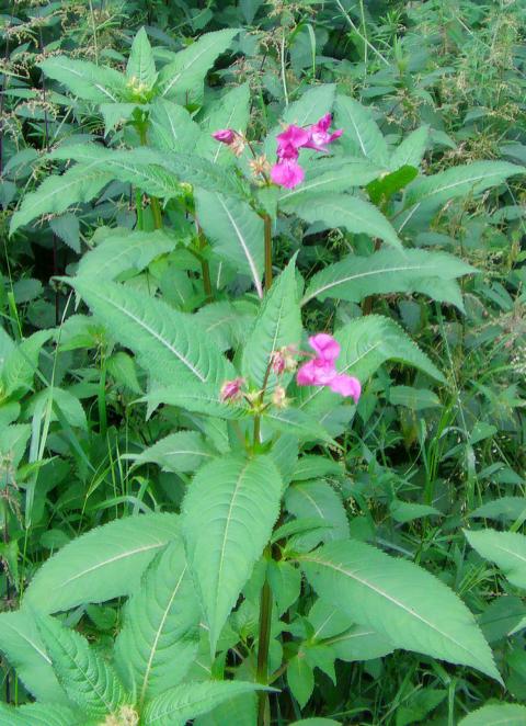 drusiges-springkraut-impatiens-glandulifera-royle-12715.jpeg