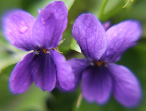 duftveilchen-viola-odorata-l-16778.jpeg