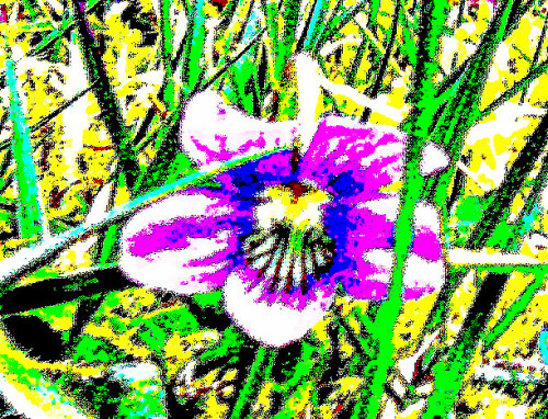 duftveilchen-viola-odorata-l-31065.jpeg