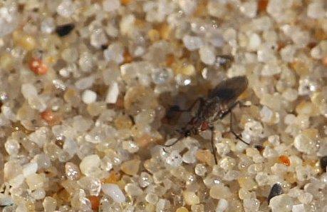 Am Strand nördlich von Porto(Portugal) sammeln sich gelegentlich soviel meist Braunalgen(Seetang) an, dass sie wie Stroh in Ballen gepresst werden. Jene Dungfliegen bilden Schwärme über jenen Braunalgen und fliegen bei Störungen auf.
https://de.wikipedia.org/wiki/Dungfliegen

Aufnameort: nördlich von Porto(Portugal))
Kamera: Canon EOS 700D