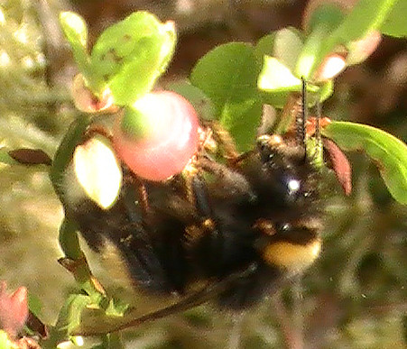 dunkle-erdhummel-bombus-terres-12417.jpeg