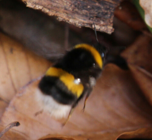 dunkle-erdhummel-bombus-terres-16710.jpeg