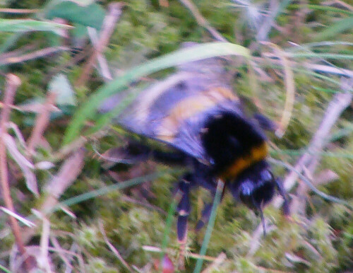 dunkle-erdhummel-bombus-terrestris-l-1758-11344.jpeg