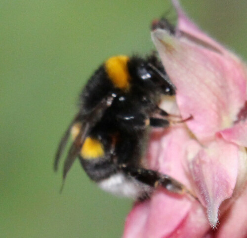 dunkle-erdhummel-bombus-terrestris-l-1758-17351.jpeg