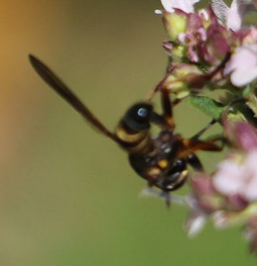 dunkle-stiel-dickkopffliege-physocephala-rufipes-1-14678.jpeg