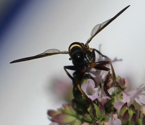 dunkle-stiel-dickkopffliege-physocephala-rufipes-14677.jpeg