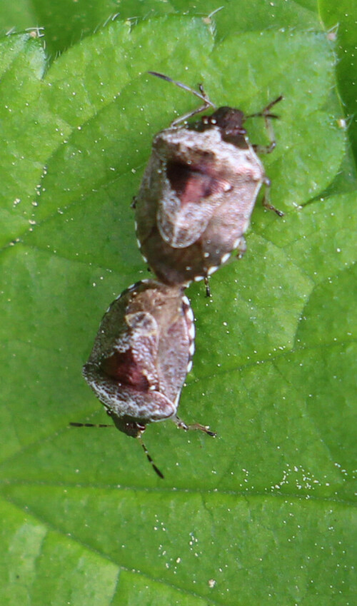 Eine kleinere, ovale Wanzenart, die häufig auf Ziest-Arten(Stachys) sowie weißen Taubnesseln(Lamium album(L.)) angetroffen werden kann.
Naturführer Wanzen beobachten - kennenlernen Ekkehard Wachmann S.92

https://www.ecosia.org/search/images/q/dunkler+Dickwanst

Aufnameort: Eiershausen Waldrand des Hirschbergwaldes
Kamera: Canon EOS 700D