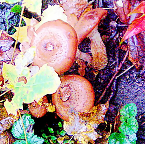 dunkler-hallimasch-armillaria--30554.jpeg