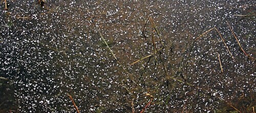 Schneegriesel oder feine Schneeflocken können bei höheren Temperaturen z. B. Nieselregen als Niederschlag entsprechen.
https://de.wikipedia.org/wiki/Witterung

Aufnameort: Eiershausen im Süden(Wissenbacher Weg)
Kamera: Canon EOS 1300D