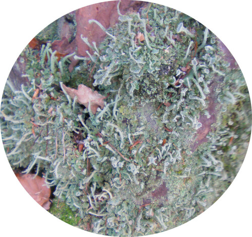 echte-becherflechte-cladonia-pyxidata-l-hoffm-11301.jpeg