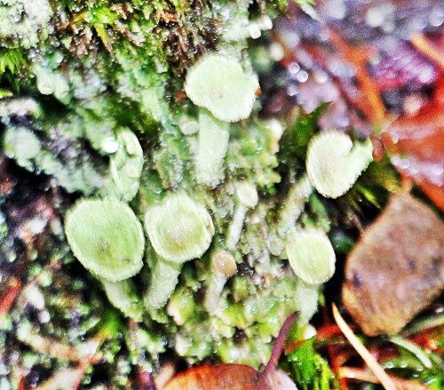 echte-becherflechte-cladonia-pyxidata-l-hoffm-19914.jpeg