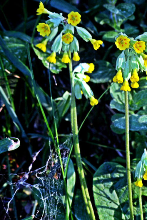 Die Echte Schlüsselblume wurde 2016 von der Stiftung Naturschutz Hamburg zur Blume jenes Jahres gewählt.
https://de.wikipedia.org/wiki/Echte_Schlüsselblume

Aufnameort: Eiershausen Straßenrabatte
Kamera: Canon EOS 1300D