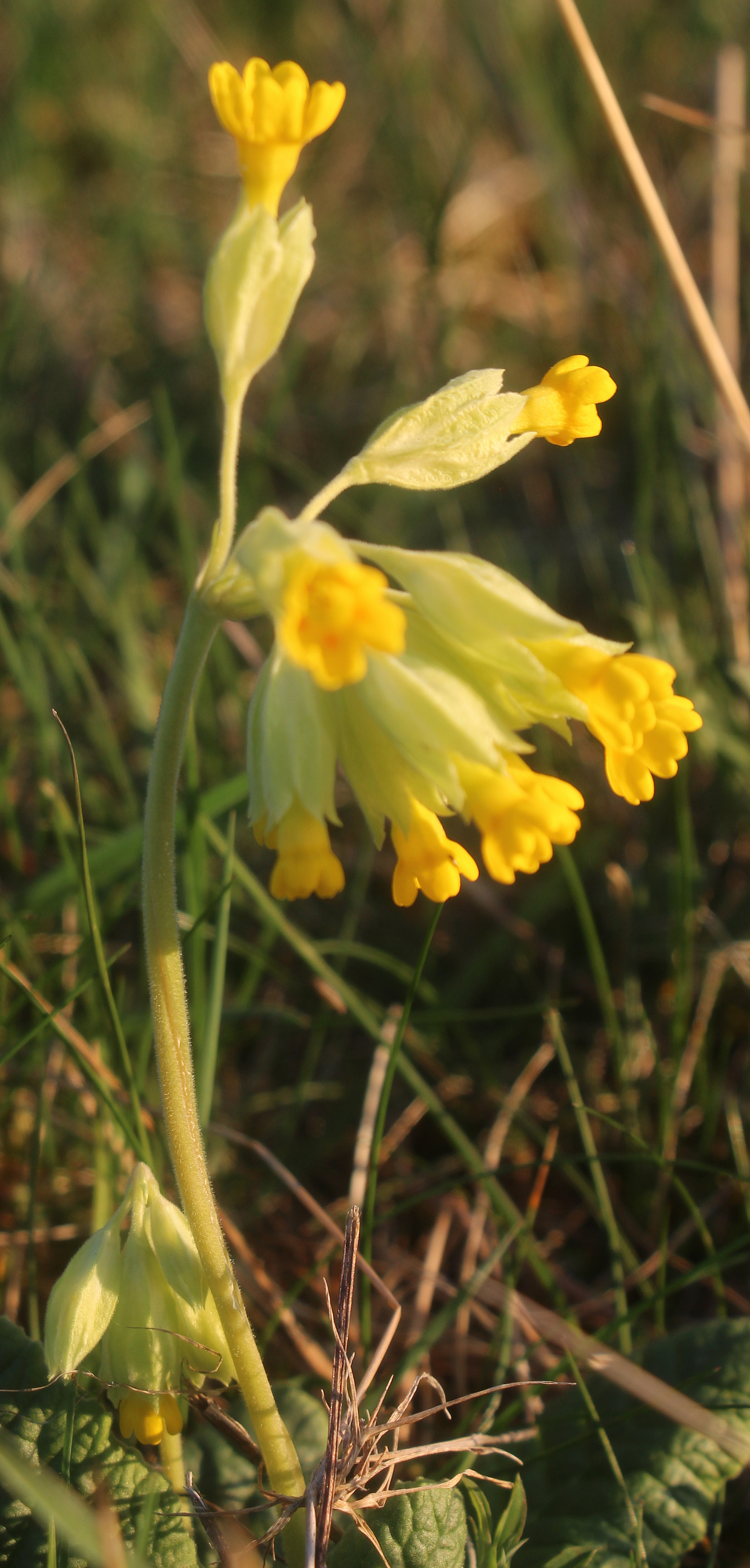 echte-schlusselblume-primula-veris-l-18708.jpeg