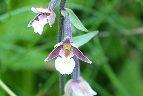 Diese Sumpfwurz stand in einem Hochmoor im Allgäu.
Ist es Oberstdorf nicht eine wunderschön anzusehende Orchidee.

Aufnameort: Oberstdorf/Allgäu
Kamera: Lumix FZ 48