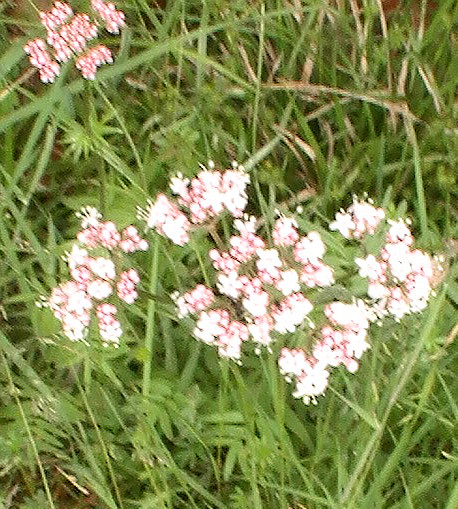 echter-baldrian-valeriana-officinalis-l-12371.jpeg