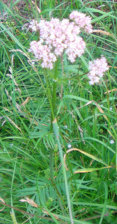 echter-baldrian-valeriana-officinalis-l-13312.jpeg