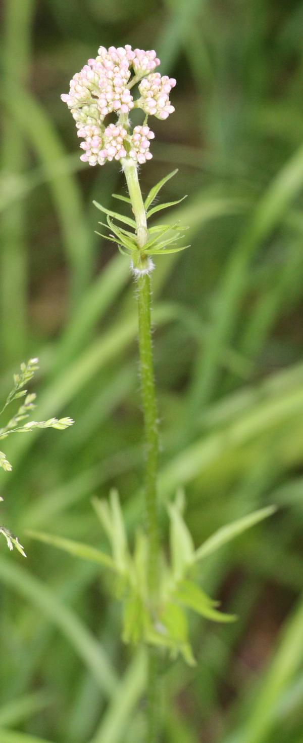 echter-baldrian-valeriana-officinalis-l-knospend-14169.jpeg