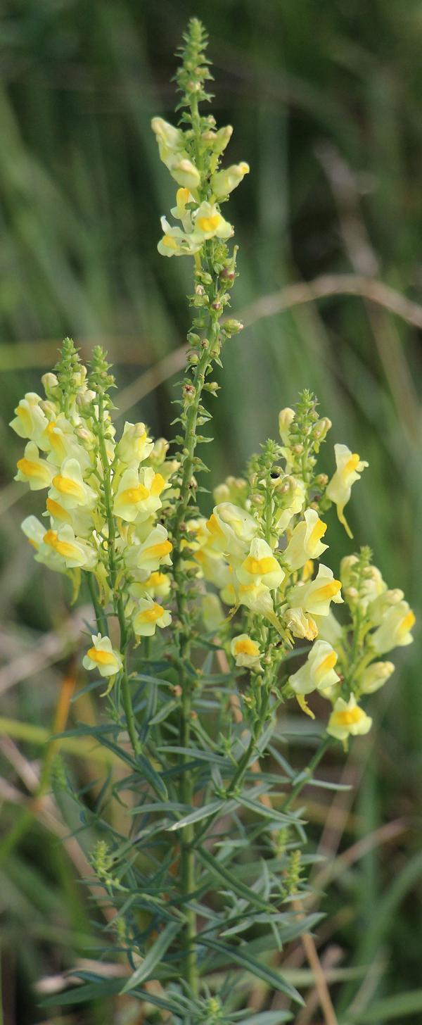 Ein Leinkraut, das auch mit Hilfe seiner Blüten erkannt werden kann.
https://de.wikipedia.org/wiki/Echtes_Leinkraut

Aufnameort: Wiesen, Weiden nordöstlich von Eiershausen
Kamera: Canon EOS 700D