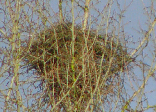 Ein ehemals von Weißstörchen verlassenes Nest zwischen Eibels- wie Eiershausen am Lohmühlenweiher.
http://de.wikipedia.org/wiki/Weißstorch

Aufnameort: Lohmühlenweiher im Osten
Kamera: Medion Digitaler Full-HD-Camcorder mit Touchscreen