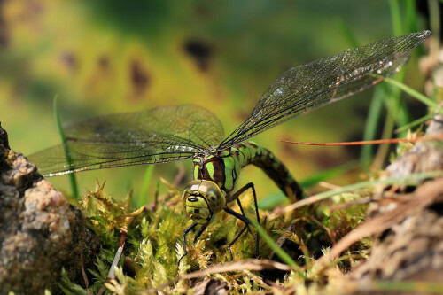 Großlibelle bei der Eiablage.

Aufnameort: Regen / Bay. Wald
Kamera: Canon EOS 400D