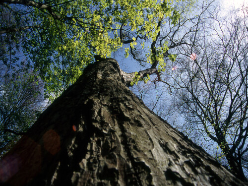 

Aufnameort: Nymphenburger Schlosspark - München
Kamera: Nikon FM2