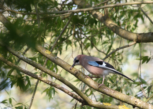 

Aufnameort: Vogelinsel bei Muhr in Mittelfranken
Kamera: Canon EOS400D + Canon EF 70-300 USM IS