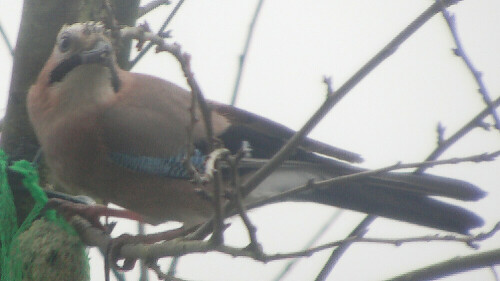 eichelhaher-garrulus-glandarius-l-1758-1-13177.jpeg