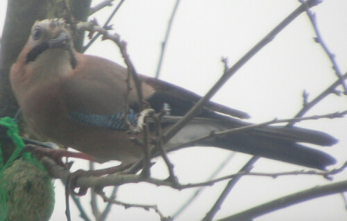 eichelhaher-garrulus-glandarius-l-1758-11236.jpeg