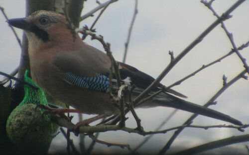 eichelhaher-garrulus-glandarius-l-1758-13176.jpeg