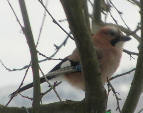 eichelhaher-garrulus-glandarius-l-1758-13487.jpeg