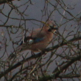 eichelhaher-garrulus-glandarius-l-1758-im-obstbaum-18284.jpeg