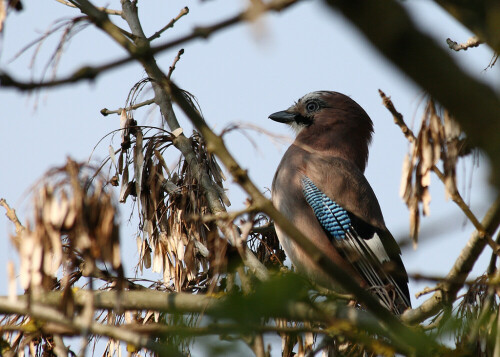 

Aufnameort: Vogelinsel bei Muhr in Mittelfranken
Kamera: Canon EOS400D + Canon EF 70-300 USM IS