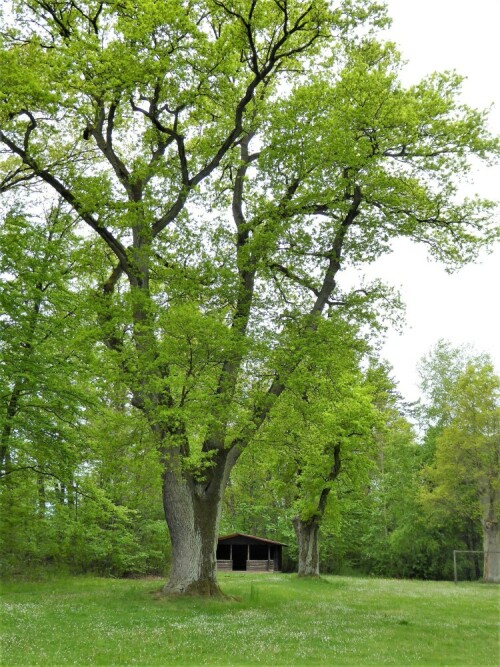 Roggen-Berg-Spielplatz / Eichenhain

Aufnameort: Lichtenau / Mfr.
Kamera: Panasonic Lumix TZ61