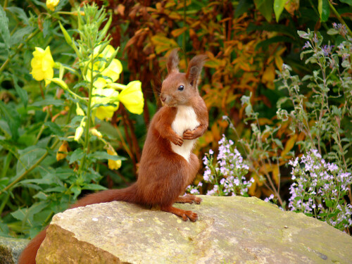 Eichhörnchen in unserem Garten-es  stand dort als würde es absichtlich posieren, einen Moment später war es weg.

Aufnameort: Garten
Kamera: Lumix FZ50