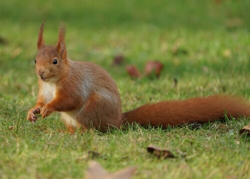 Eigentlich besucht man einen botanischen Garten ja, um sich Pflanzen anzuschauen, heute aber war ein Eichhörnchen die Hauptattraktion.

Aufnameort: Flora Köln
Kamera: Sony Alpha 7/II